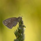 Kleines Wiesenvögelchen (Coenonympha pamphilus) 1