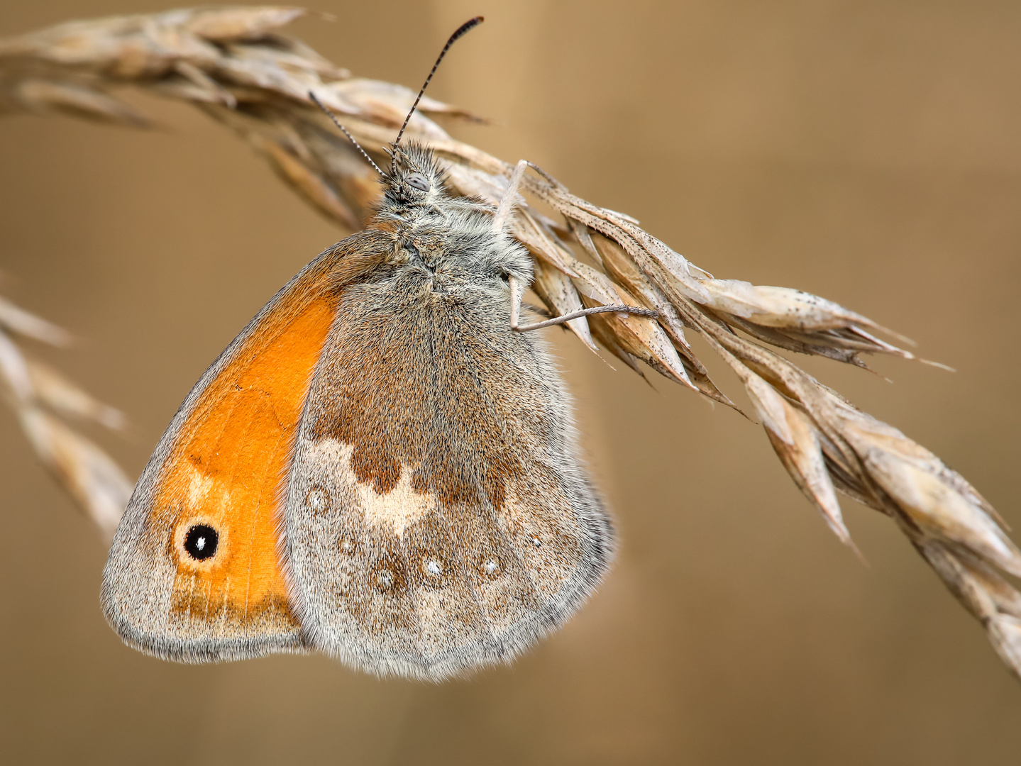 Kleines Wiesenvögelchen (Coenonympha pamphilus)