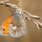 Kleines Wiesenvögelchen (Coenonympha pamphilus)