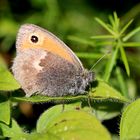 Kleines Wiesenvögelchen (Coenonympha pamphilus).