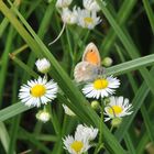 Kleines Wiesenvögelchen (Coenonympha pamphilus)