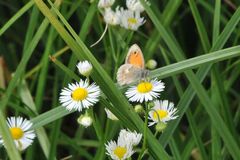 Kleines Wiesenvögelchen (Coenonympha pamphilus)