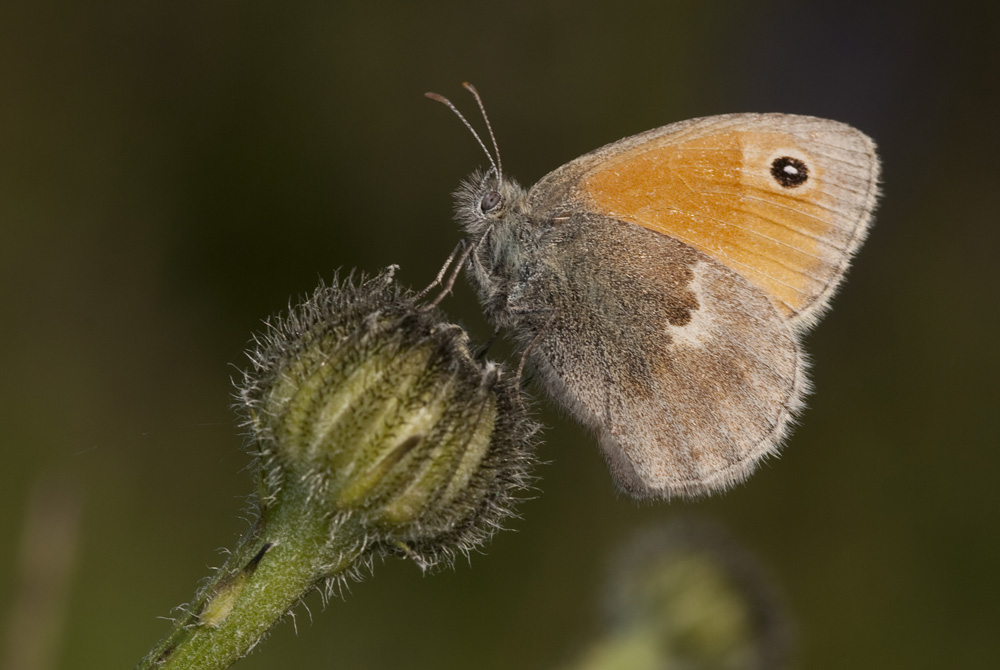 Kleines Wiesenvögelchen (Coenonympha pamphilus)