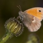 Kleines Wiesenvögelchen (Coenonympha pamphilus)