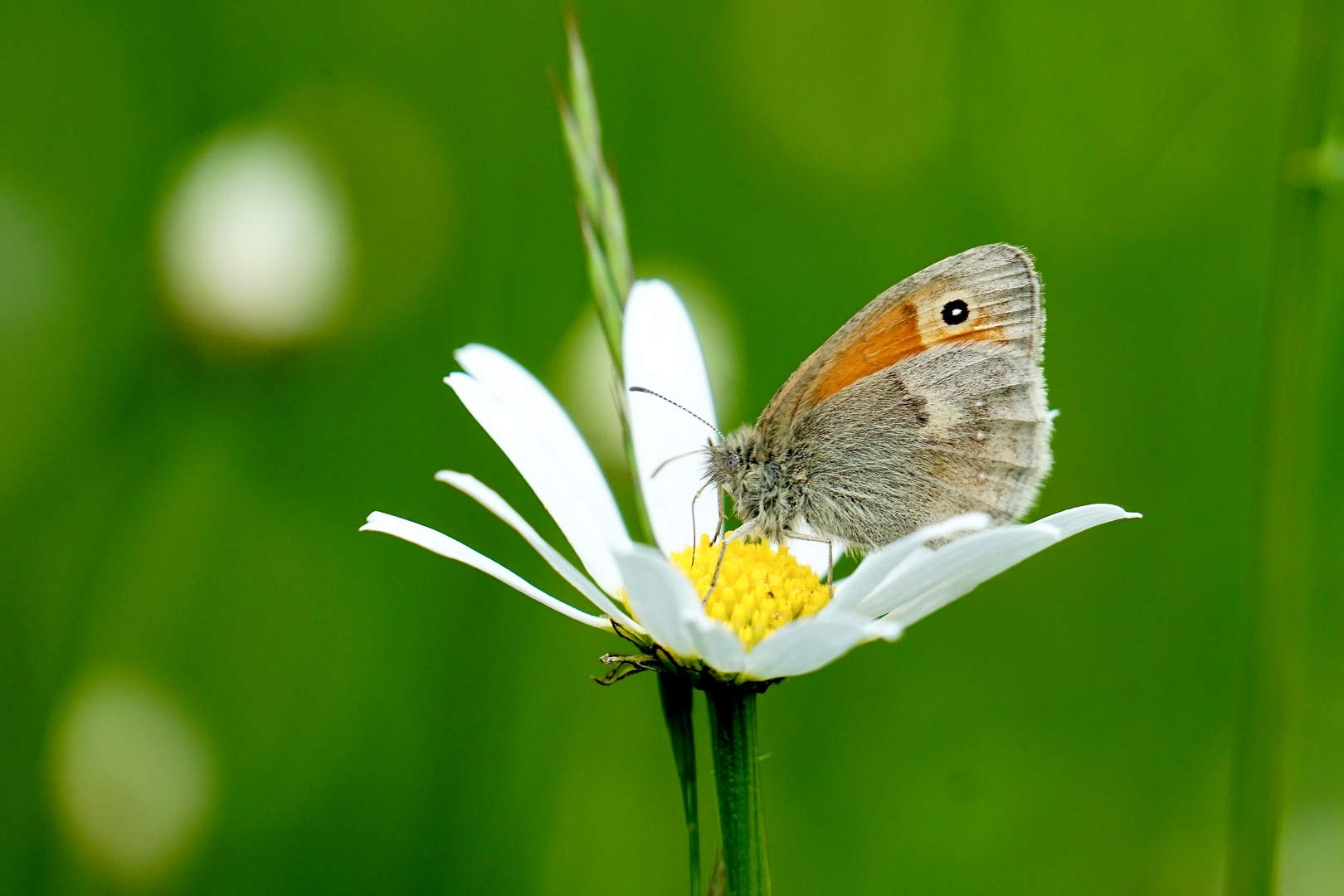 Kleines Wiesenvögelchen (Coenonympha pamphilus)