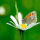 Kleines Wiesenvögelchen (Coenonympha pamphilus)