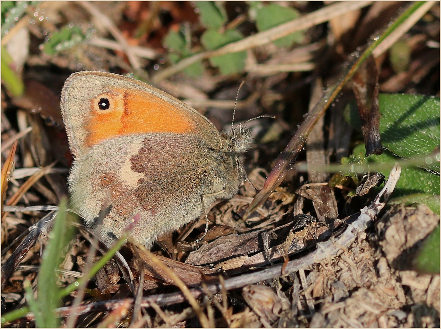 Kleines Wiesenvögelchen (Coenonympha pamphilus).