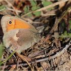 Kleines Wiesenvögelchen (Coenonympha pamphilus).