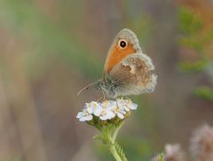 Kleines Wiesenvögelchen (Coenonympha pamphilus)