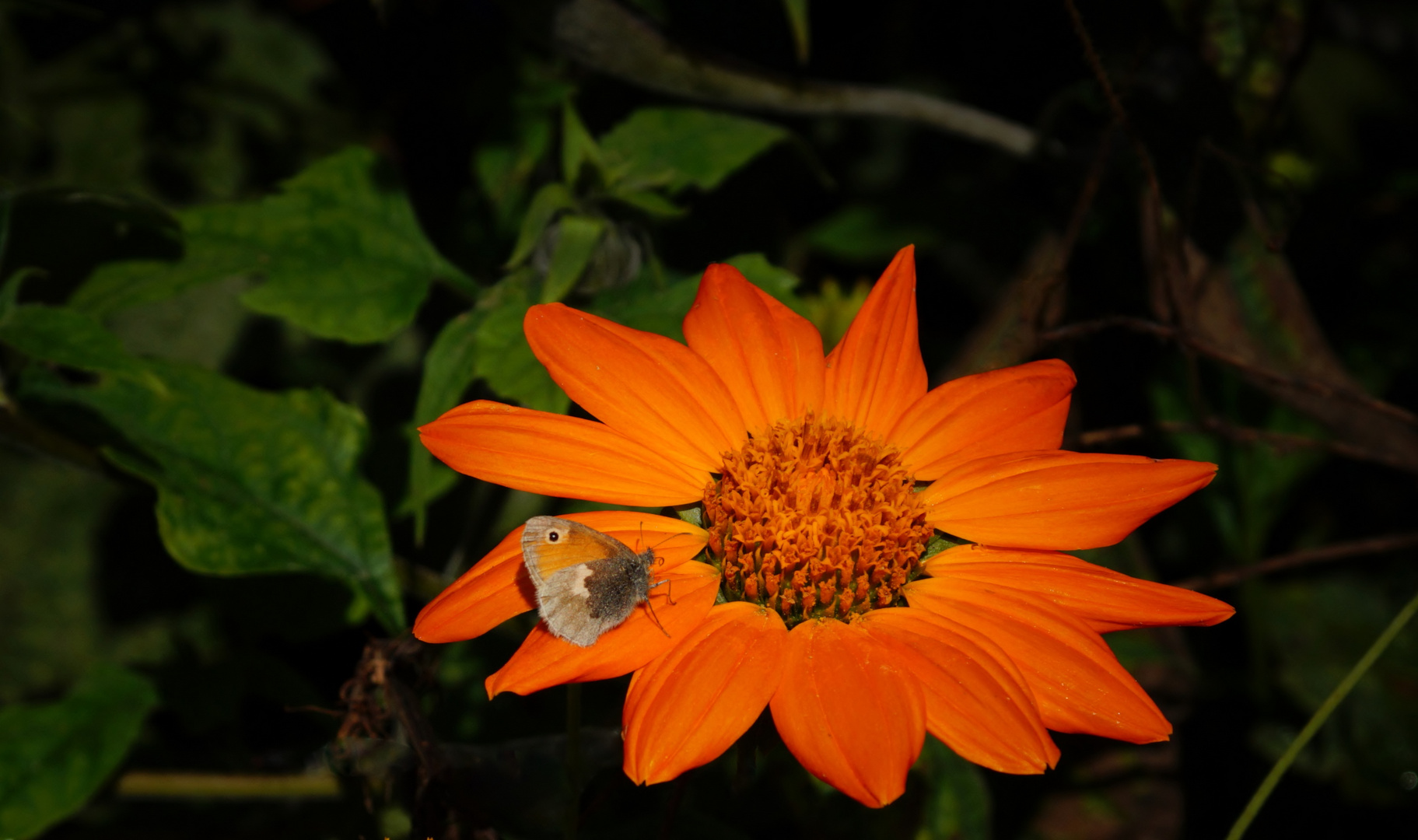 Kleines Wiesenvögelchen (Coenonympha pamphilus)...