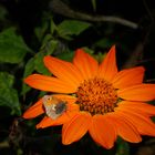 Kleines Wiesenvögelchen (Coenonympha pamphilus)...