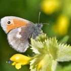 Kleines Wiesenvögelchen (Coenonympha pamphilus)