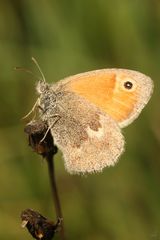 Kleines Wiesenvögelchen (Coenonympha pamphilus)