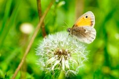 Kleines Wiesenvögelchen (Coenonympha pamphilus)