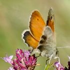 Kleines Wiesenvögelchen - - Coenonympha pamphilus