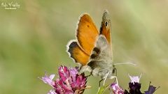 Kleines Wiesenvögelchen - - Coenonympha pamphilus