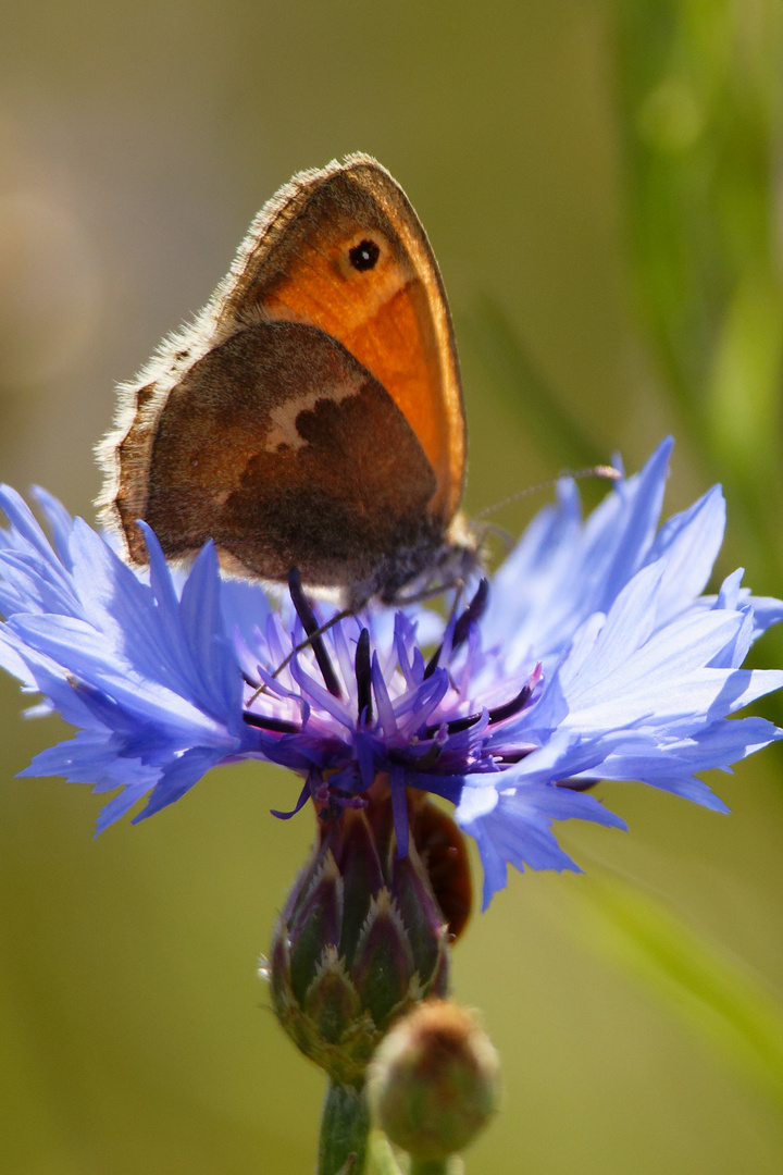 Kleines Wiesenvögelchen (Coenonympha pamphilus)