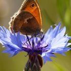 Kleines Wiesenvögelchen (Coenonympha pamphilus)