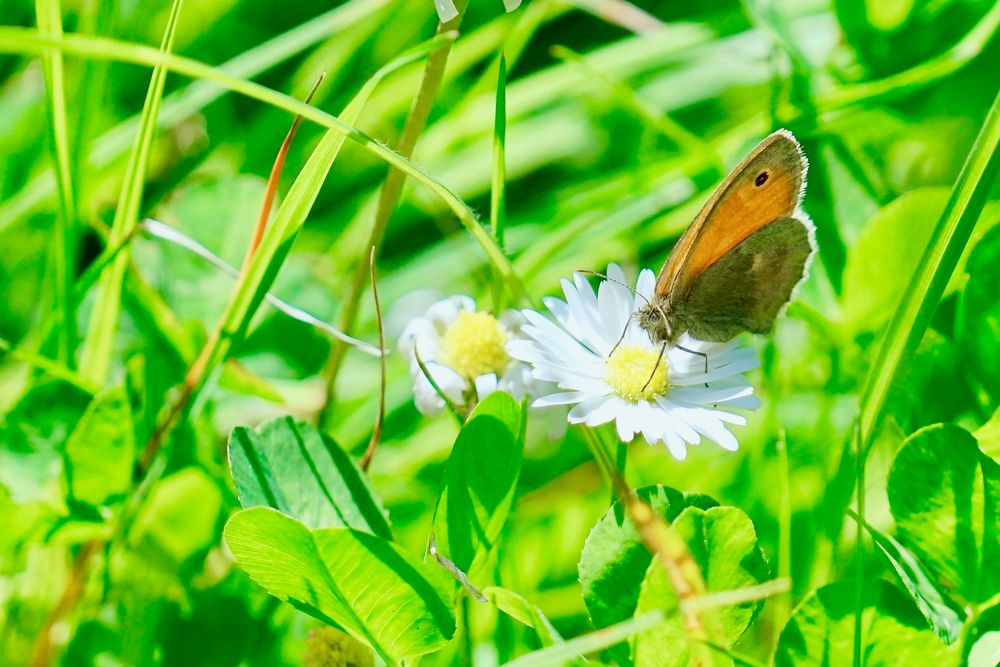 Kleines Wiesenvögelchen (Coenonympha pamphilus)