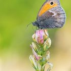 Kleines Wiesenvögelchen (Coenonympha pamphilus)