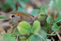 Kleines Wiesenvögelchen (Coenonympha pamphilus )