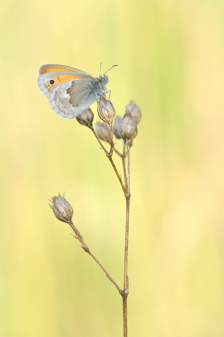 Kleines Wiesenvögelchen (Coenonympha pamphilus)