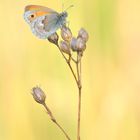 Kleines Wiesenvögelchen (Coenonympha pamphilus)