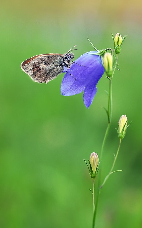 Kleines Wiesenvögelchen - Coenonympha pamphilus