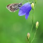 Kleines Wiesenvögelchen - Coenonympha pamphilus