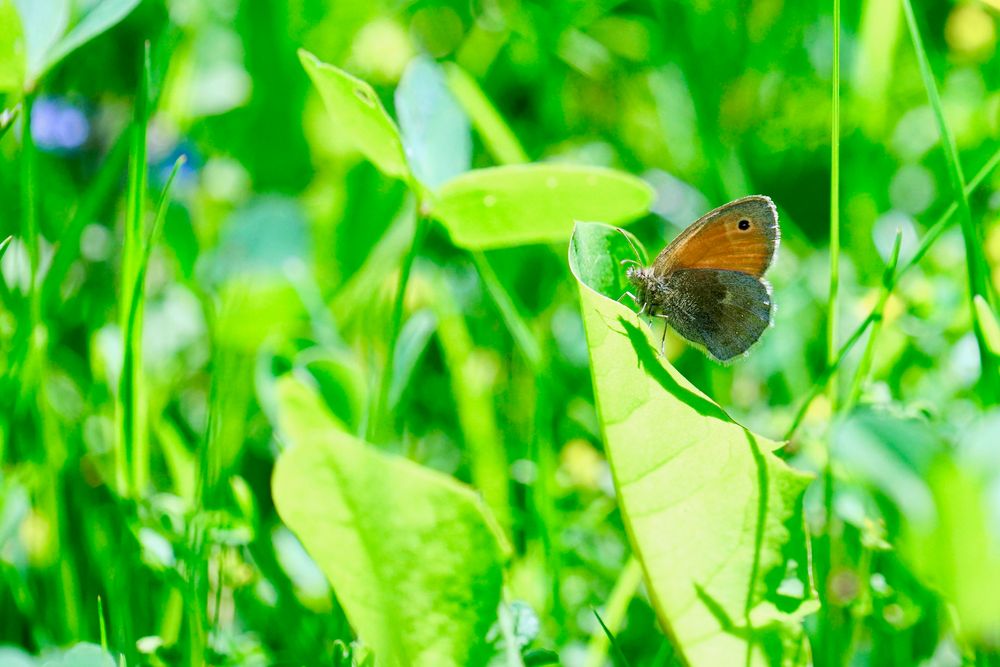 Kleines Wiesenvögelchen (Coenonympha pamphilus)