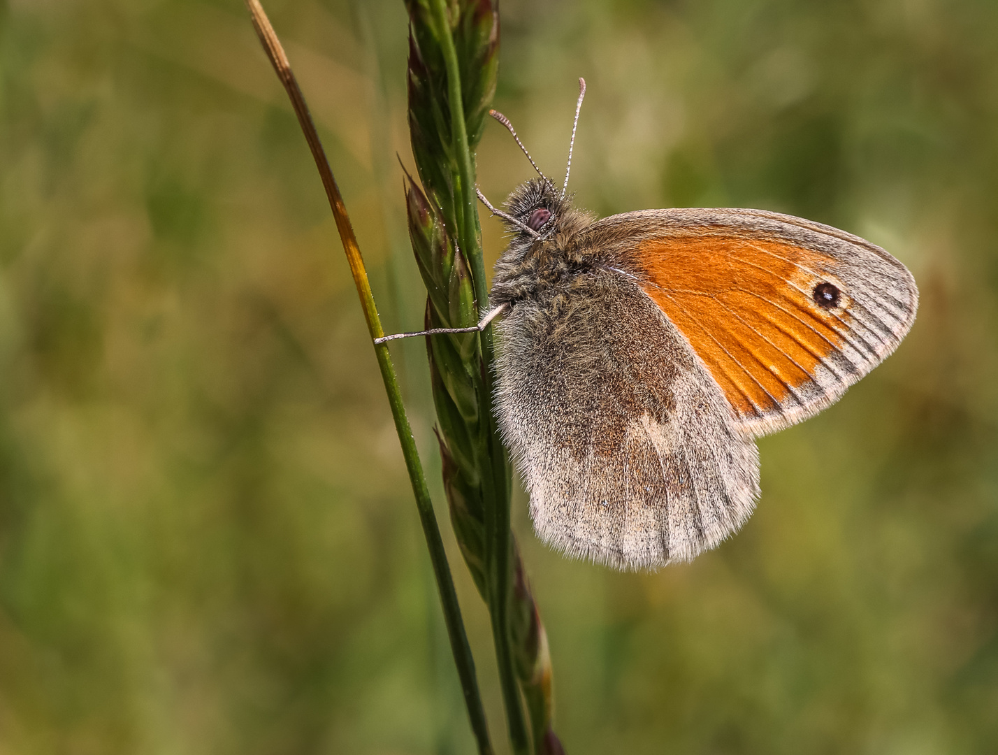 Kleines Wiesenvögelchen (Coenonympha pamphilus)