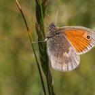 Kleines Wiesenvögelchen (Coenonympha pamphilus)