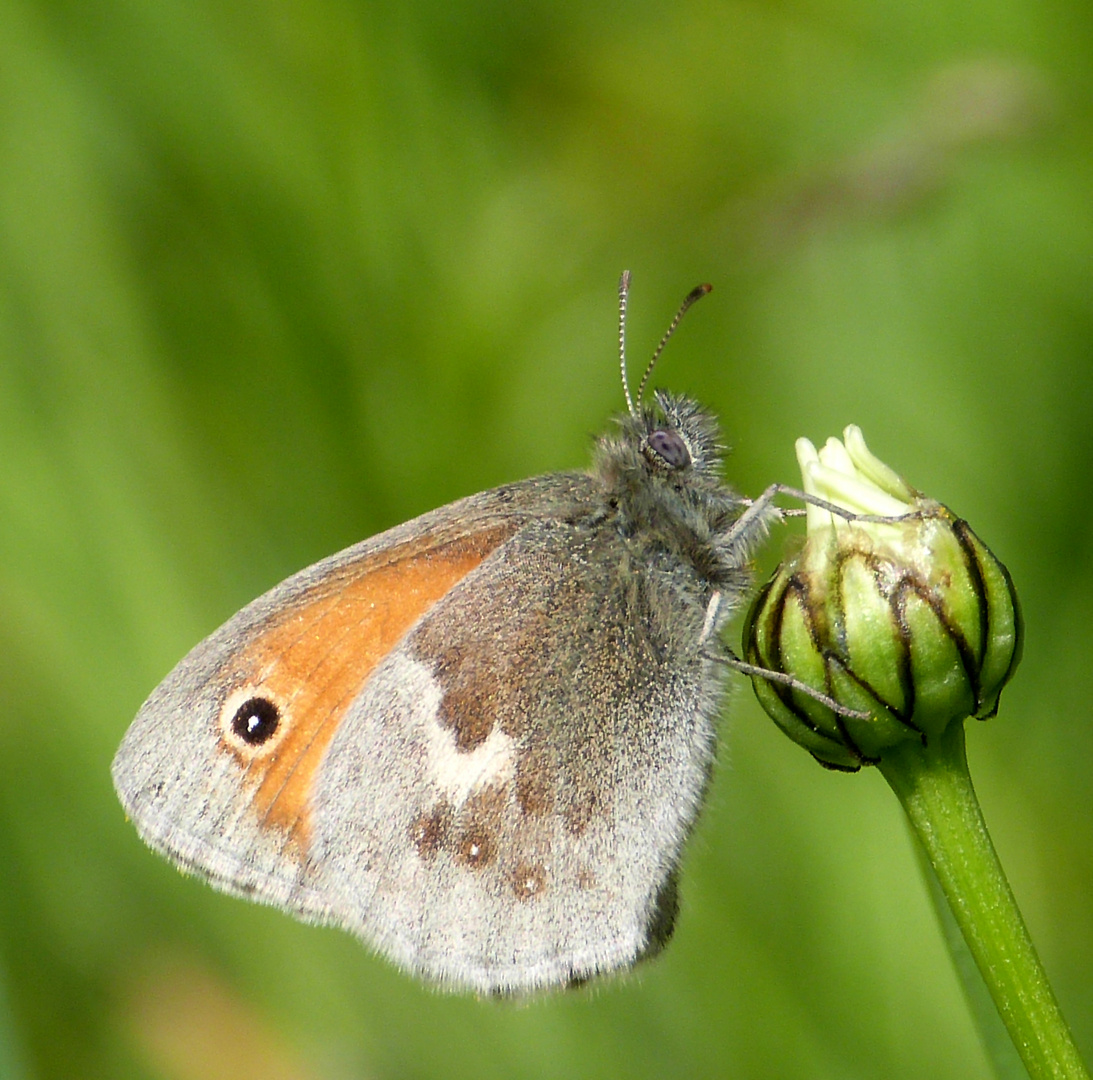 Kleines Wiesenvögelchen (Coenonympha pamphilus)