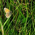 "Kleines Wiesenvögelchen" (Coenonympha pamphilus) 