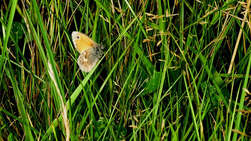 "Kleines Wiesenvögelchen" (Coenonympha pamphilus) 