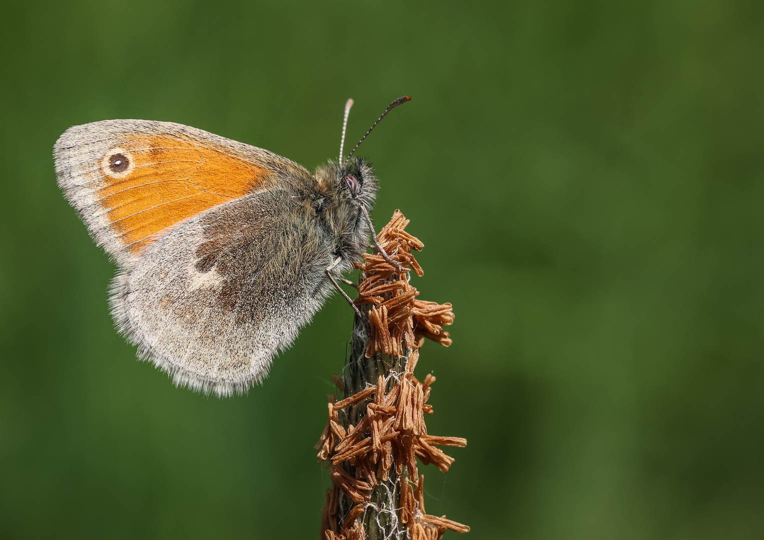 Kleines Wiesenvögelchen (Coenonympha pamphilus)