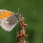 Kleines Wiesenvögelchen (Coenonympha pamphilus)