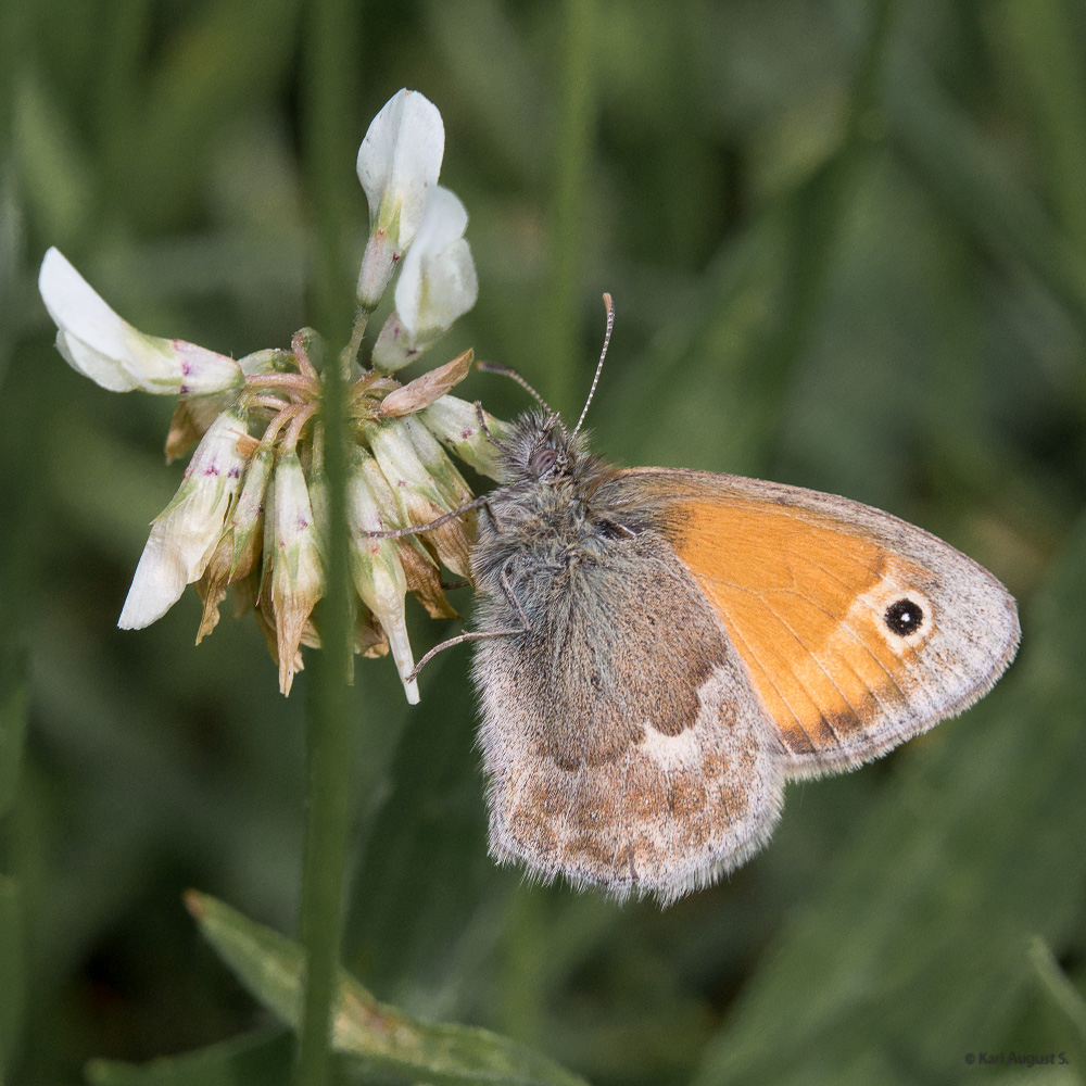 Kleines Wiesenvögelchen (Coenonympha pamphilus)