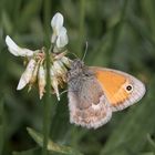 Kleines Wiesenvögelchen (Coenonympha pamphilus)