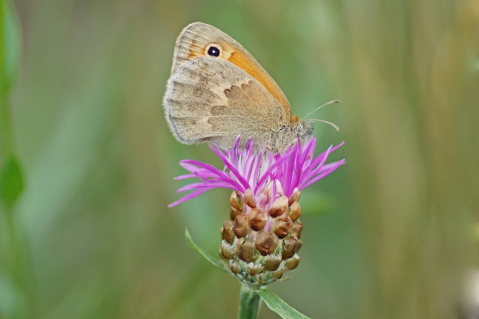 Kleines Wiesenvögelchen (Coenonympha pamphilus)