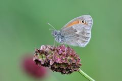 Kleines Wiesenvögelchen (Coenonympha pamphilus)