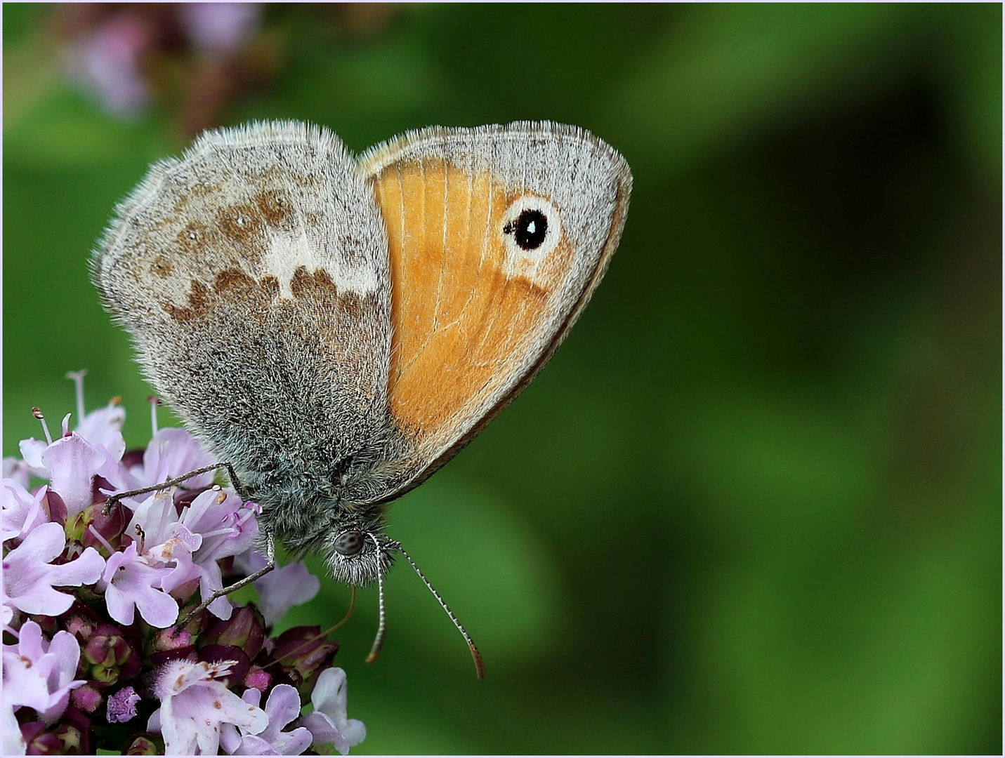 Kleines Wiesenvögelchen (Coenonympha pamphilus).