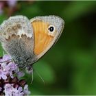 Kleines Wiesenvögelchen (Coenonympha pamphilus).