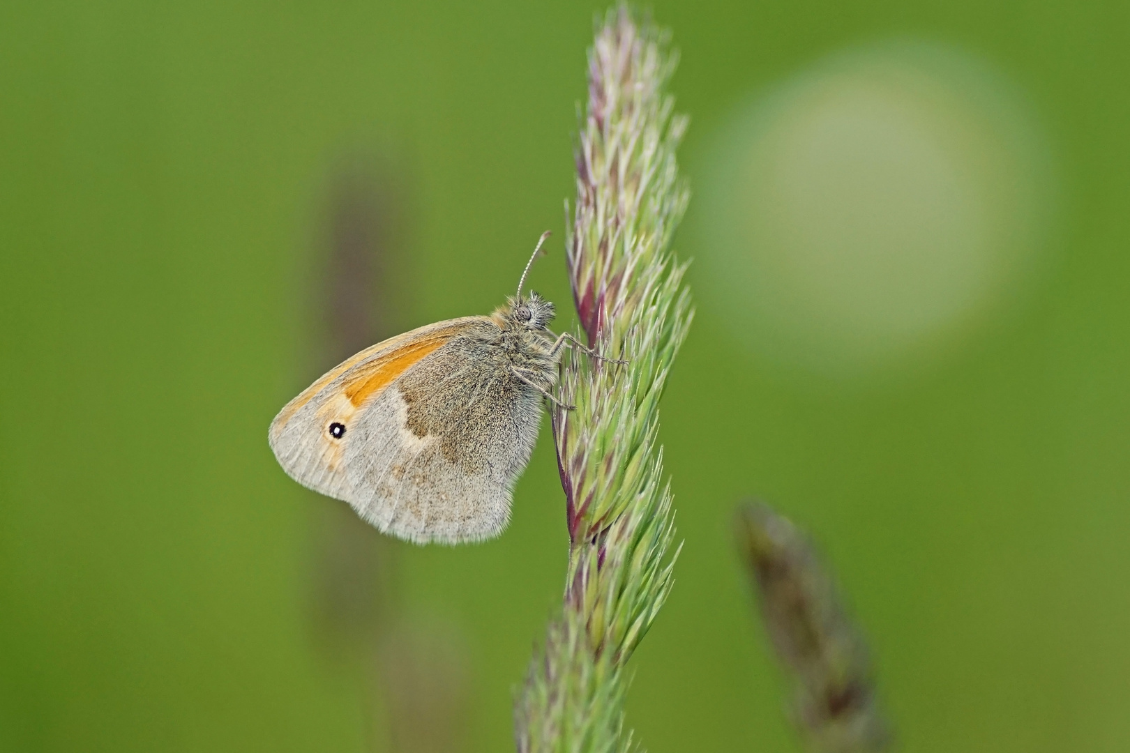 Kleines Wiesenvögelchen (Coenonympha pamphilus)