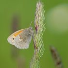 Kleines Wiesenvögelchen (Coenonympha pamphilus)