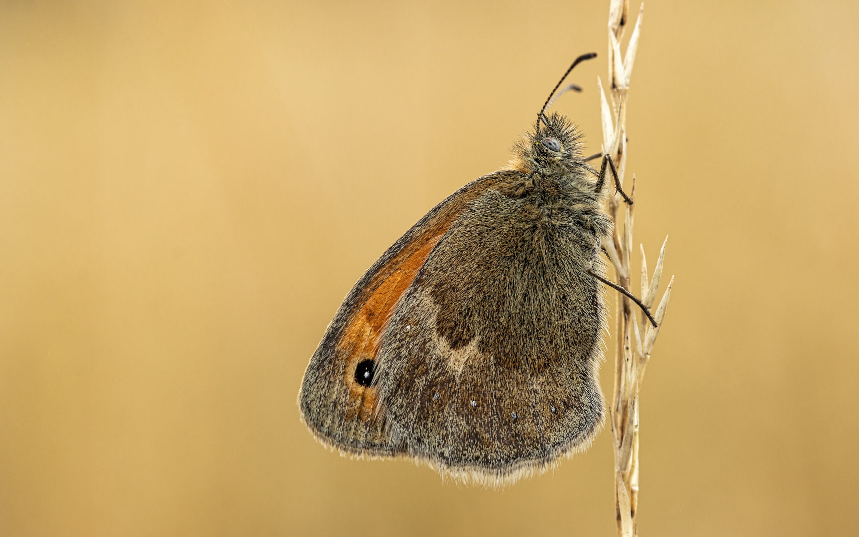 Kleines Wiesenvögelchen (Coenonympha pamphilus)