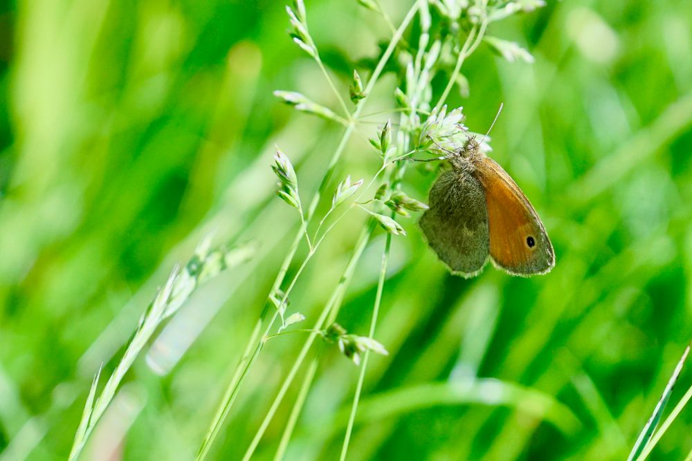 Kleines Wiesenvögelchen (Coenonympha pamphilus)