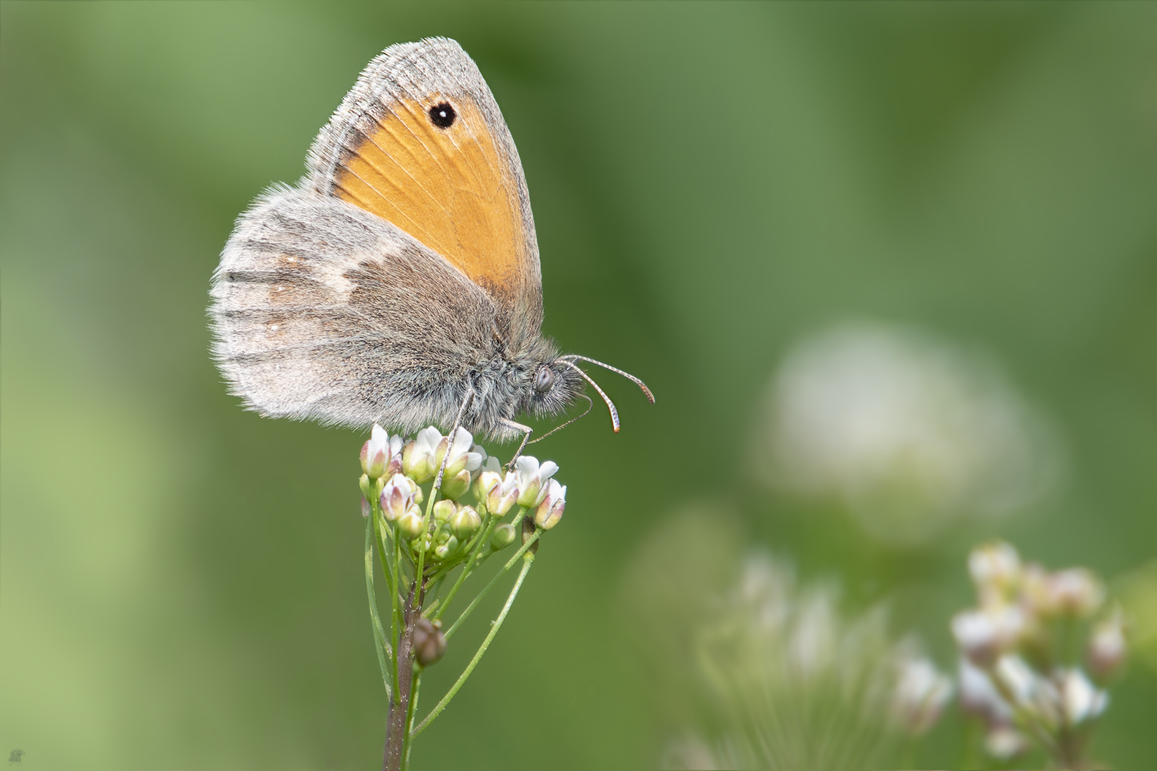 Kleines Wiesenvögelchen | Coenonympha pamphilus