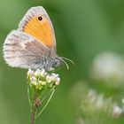 Kleines Wiesenvögelchen | Coenonympha pamphilus