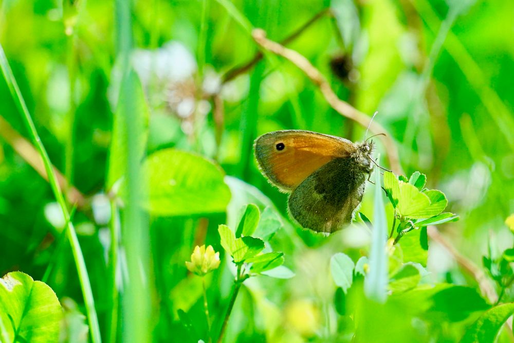 Kleines Wiesenvögelchen (Coenonympha pamphilus)